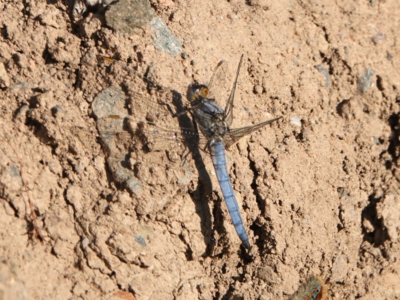 Orthetrum brunneum