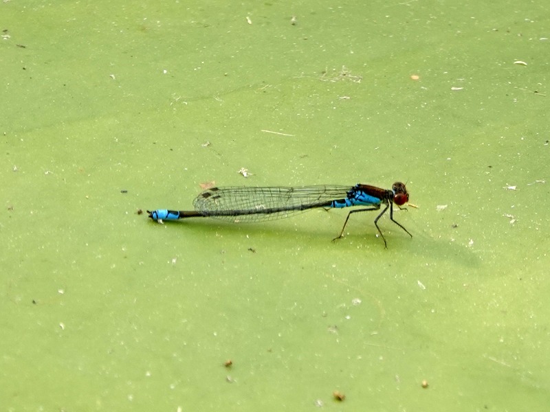 Erythromma viridulum