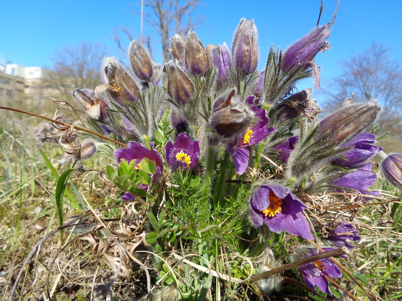 Pulsatilla vulgaris