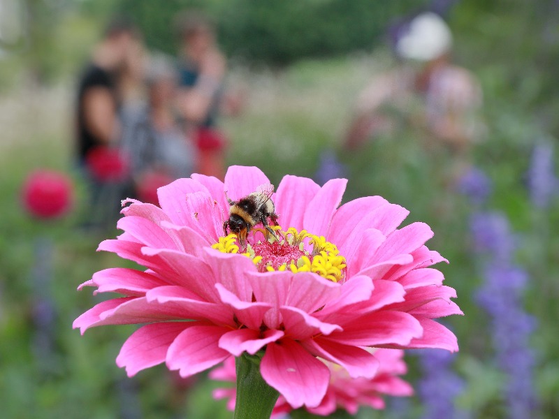 Bild Botanischer Garten