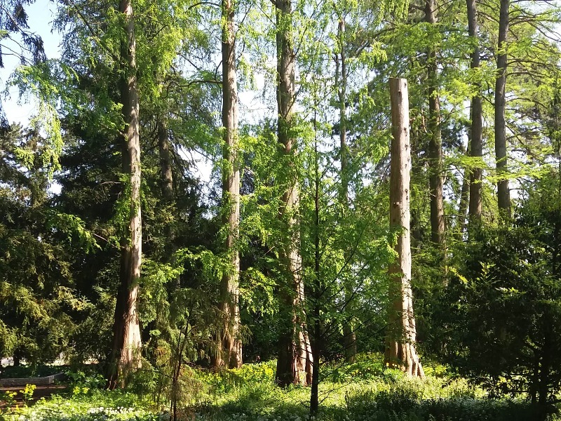Gymnospermen