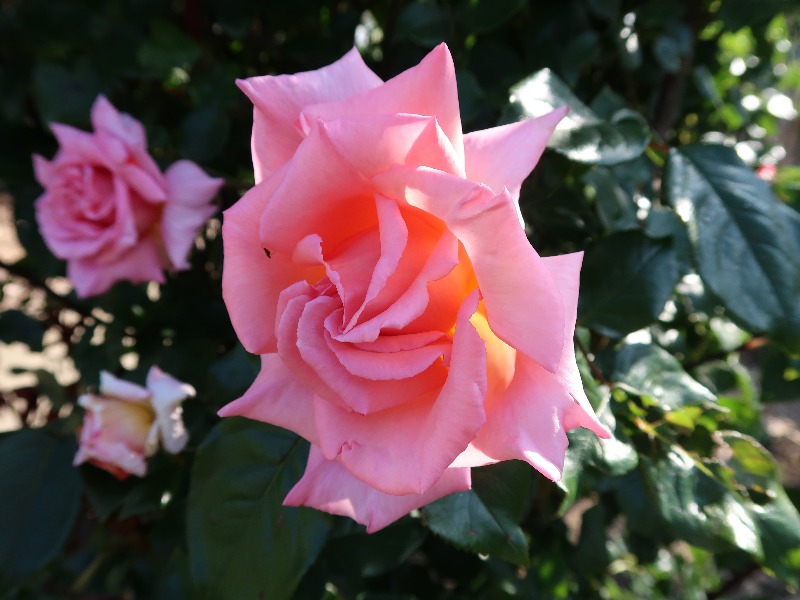 Rose
