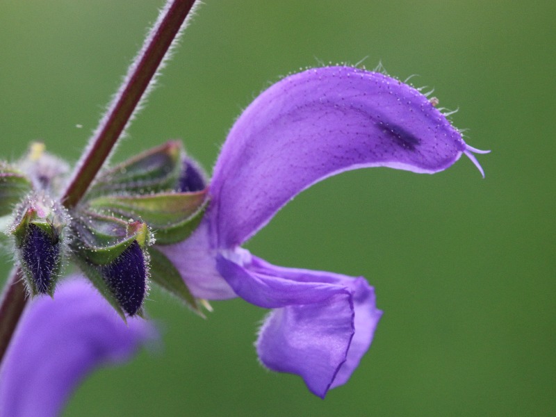 Wiesensalbei
