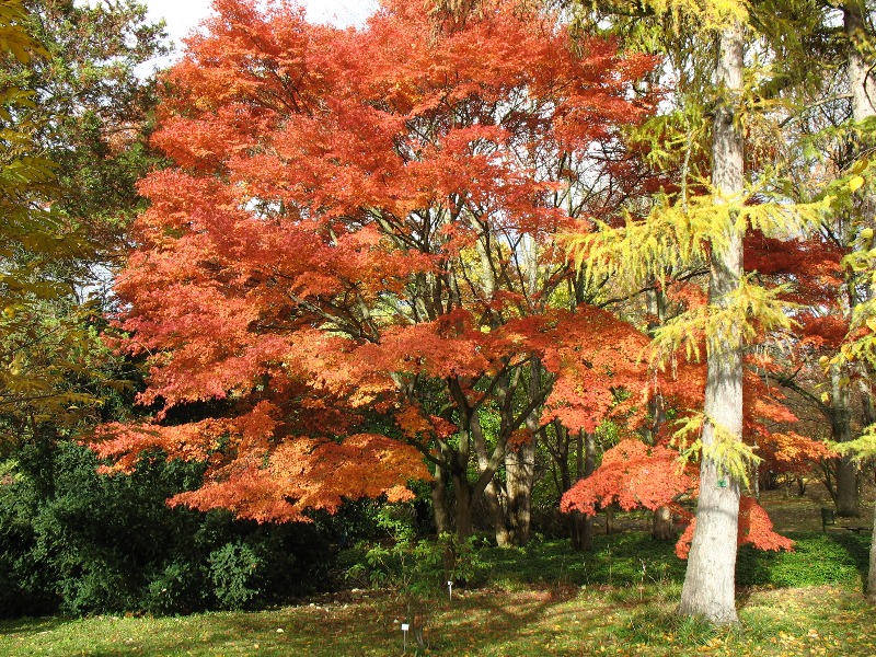 Arboretum