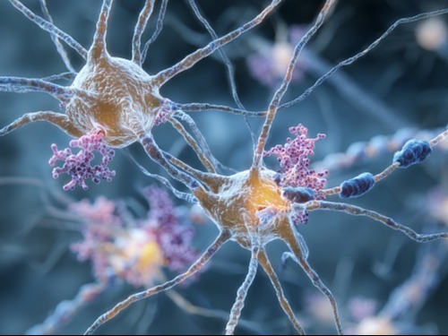 Neuronen, synaptische Plastizität